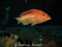 Rock hind taken on the Lesleen "M" Wreck in St. Lucia wit... by Marcus Joseph 